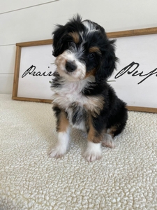 F1 Mini Bernedoodle of Skye & Tate